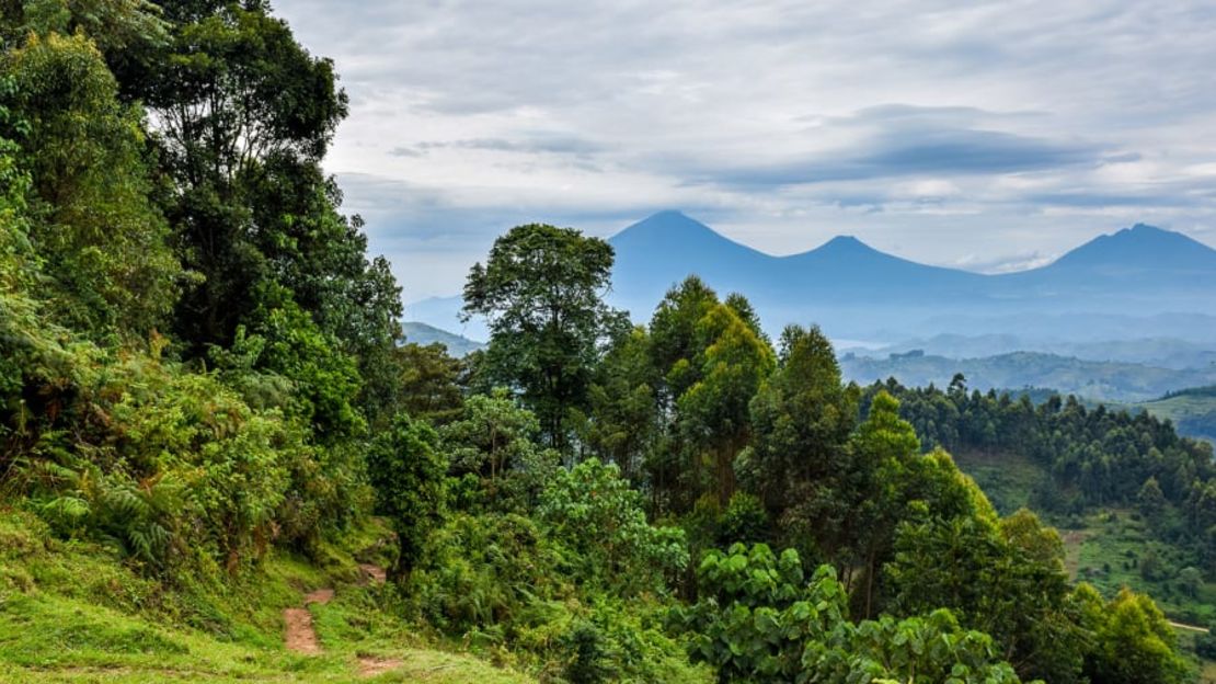 Las excursiones por el Bosque Impenetrable de Bwindi son algunos de los lugares más destacados de Uganda. Crédito: Shakked Schwartz/Moment RF/Getty Images