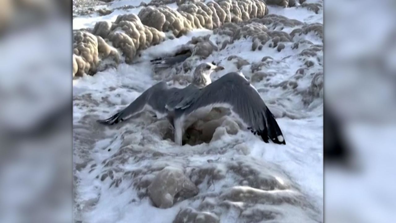 CNNE 1322391 - una pareja salvo a docenas de gaviotas que quedaron atrapadas en el hielo