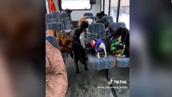 CNNE 1322811 - perros bien comportados toman el bus y se hacen virales