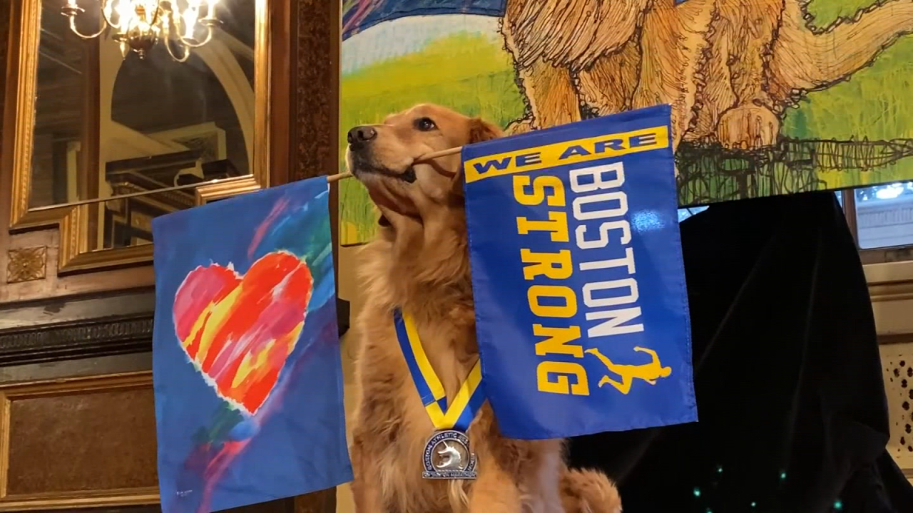 CNNE 1323498 - golden retriever de la maraton de boston es honrado con un retrato