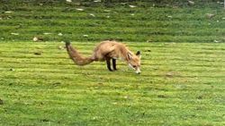 CNNE 1324022 - mujer capta un zorro de dos patas en su jardin