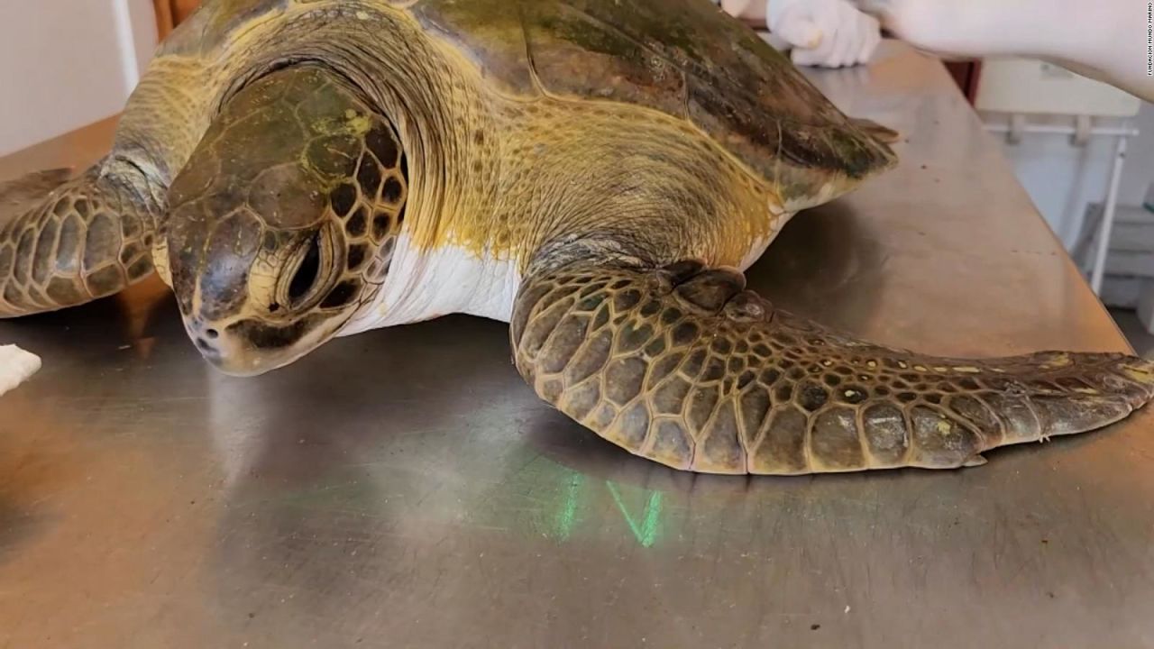 CNNE 1325835 - asi dos tortugas rescatadas regresaron al mar en argentina