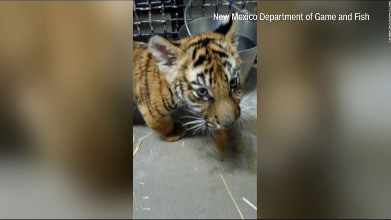 CNNE 1329534 - hallan un cachorro de tigre de bengala durante la investigacion de un tiroteo