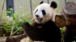 CNNE 1330448 - xin xin, de 32 anos, la unica osa panda gigante que vive en mexico