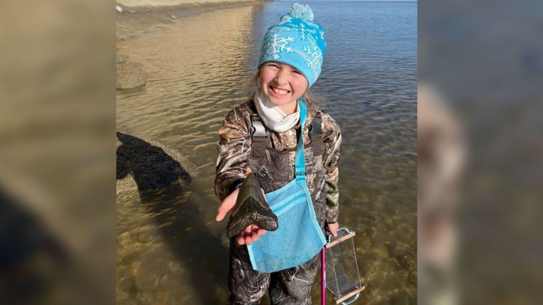 Molly Sampson, de 9 años, descubrió un enorme diente de megalodón de en Navidad en el Parque Estatal Calvert Cliffs de Maryland. Crédito: Alicia Sampson