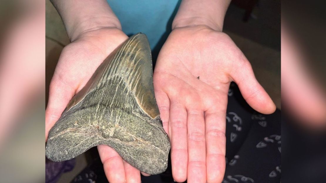 El curador de paleontología Stephen Godfrey le dijo a CNN que el descubrimiento de Molly fue un "hallazgo único en la vida". Crédito: Alicia Sampson