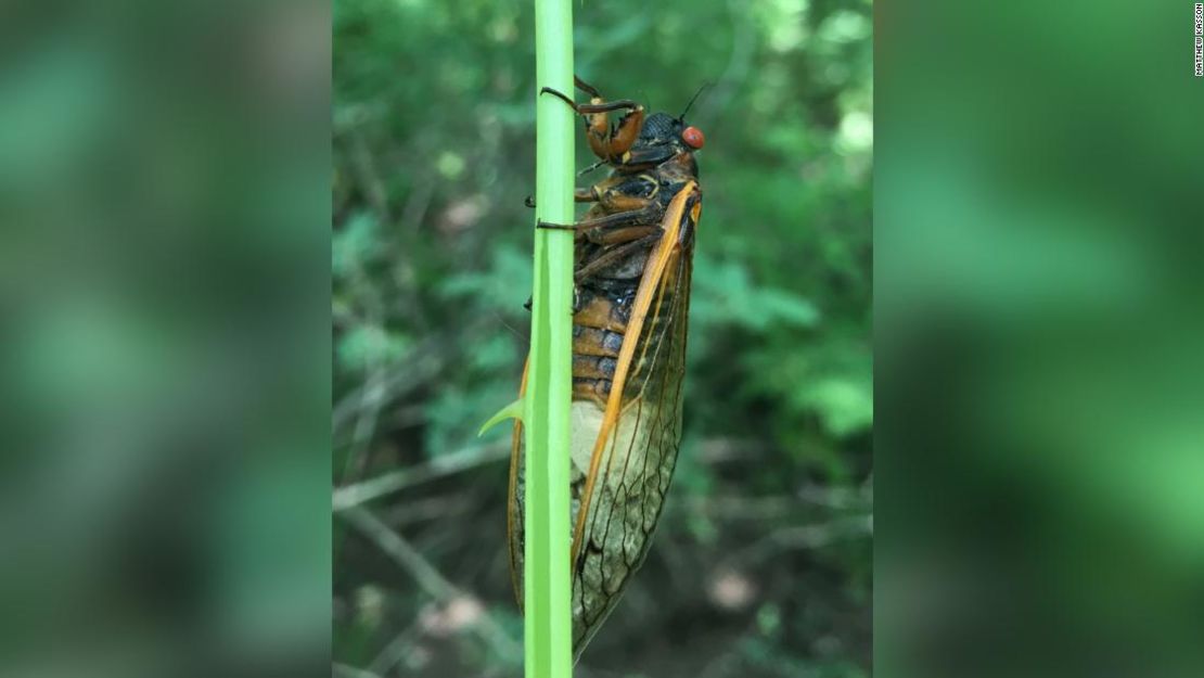 Una cigarra infectada con Massospora.