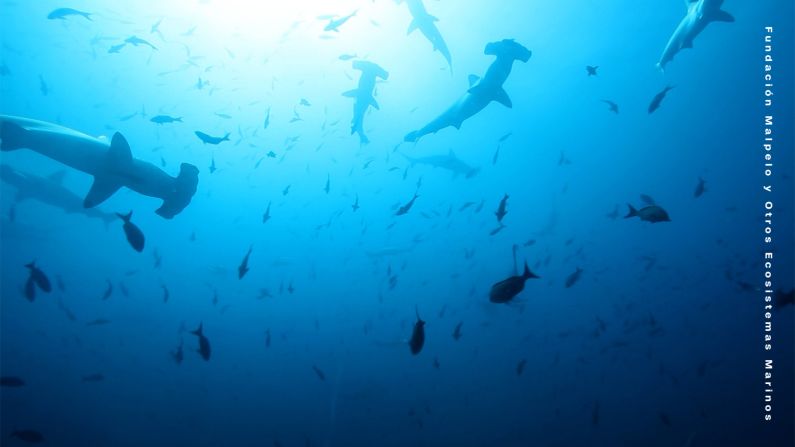 Los imponentes tiburones martillo.