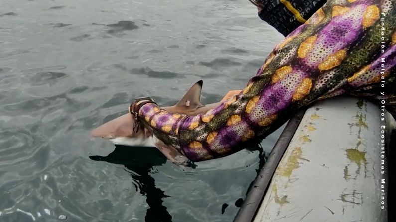 Sandra Bessudo libera un tiburón a su hábitat.