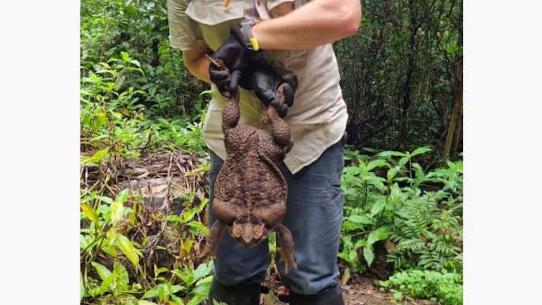 "Toadzilla" fue retirado por los guardabosques ya que los sapos de caña destruyen la vida silvestre nativa de Australia. Departamento de Medio Ambiente y Ciencia de Queensland/Reuters