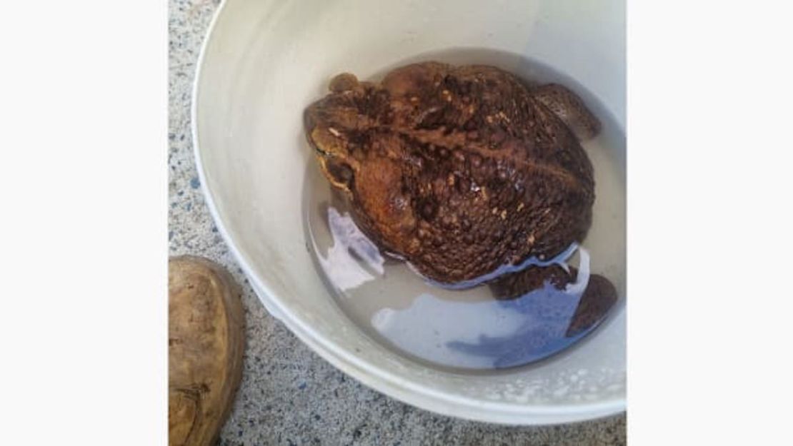 Toadzilla fue colocada en un balde con agua para su monumental pesaje. Departamento de Medio Ambiente y Ciencia de Queensland/Reuters