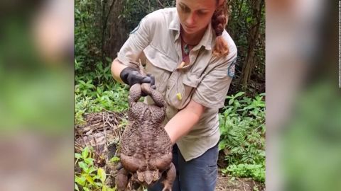 CNNE 1333747 - conoce a "toadzilla", el sapo gigante que podria romper un record mundial