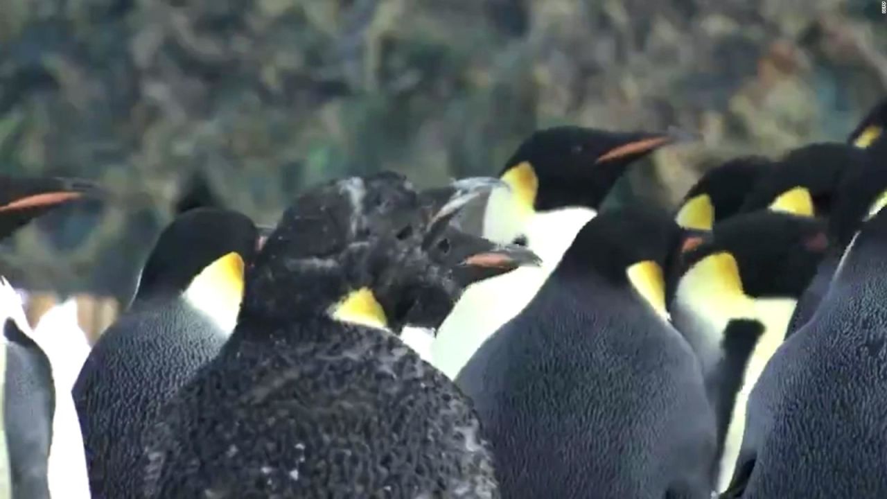 CNNE 1333749 - asi se ve esta nueva colonia de pinguinos emperador desde el espacio