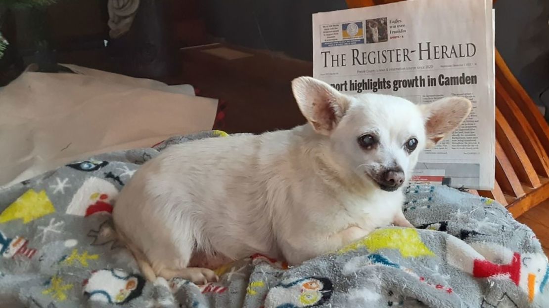 Spike es el perro más viejo del mundo, según Guinness World Records