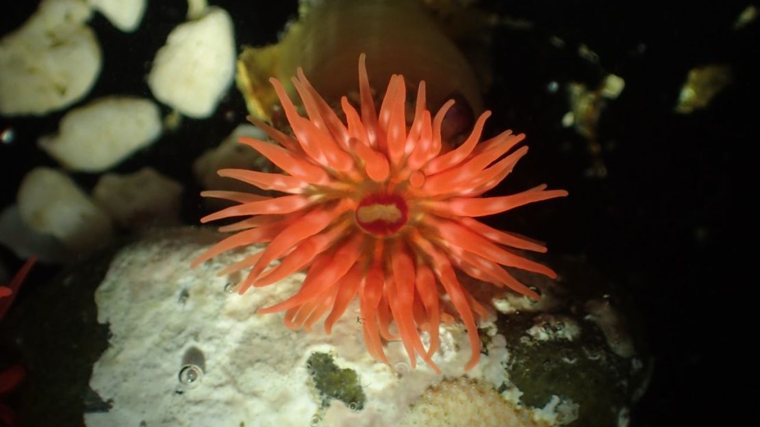 La anémona Isoparactis fionae, descubierta en Chile y nombrada en honor a la hija de Häussermann, Fiona.