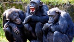 CNNE 1338048 - descubren similitudes entre adolescentes humanos y chimpances