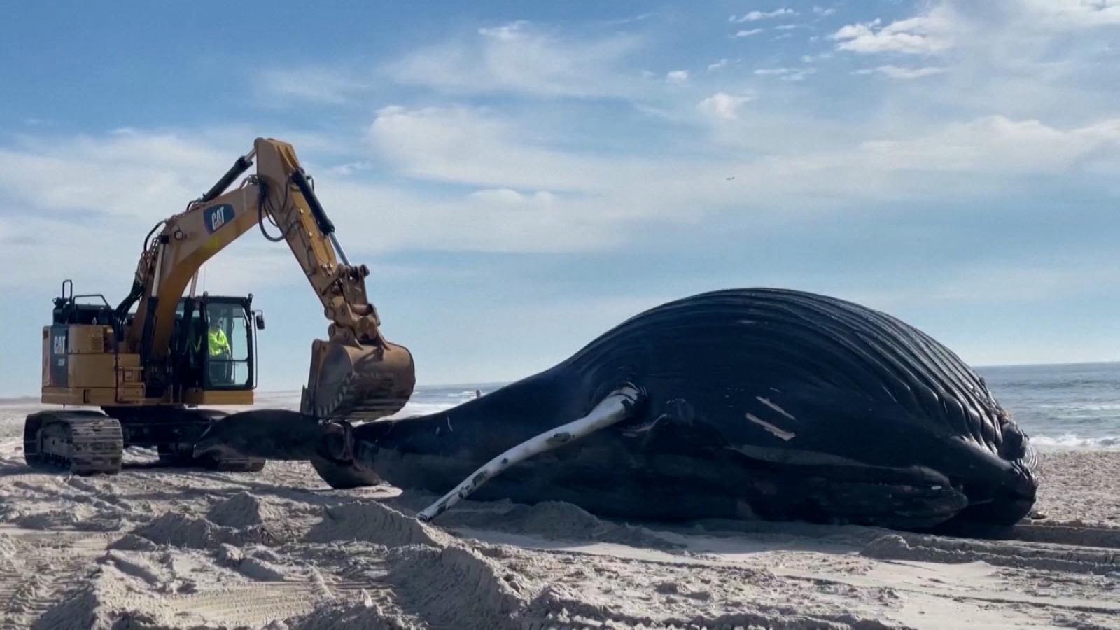 Por primera vez en 5 años, una monumental ballena jorobada recaló en las  costas de Nueva York