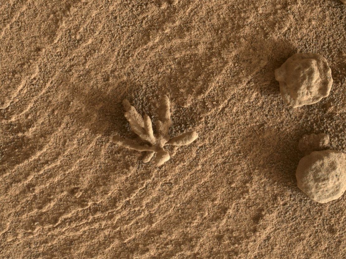 El rover Curiosity descubrió esta roca, más pequeña que un centavo, que se asemeja a una flor o un trozo de coral dentro del cráter Gale el 24 de febrero. Las pequeñas piezas de esta foto se crearon hace miles de millones de años cuando los minerales transportados por el agua cementaron la roca.