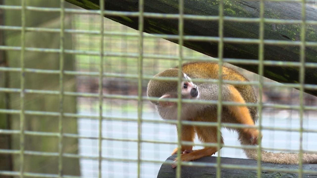 CNNE 1339259 - roban 12 monos ardilla de un zoologico de louisiana