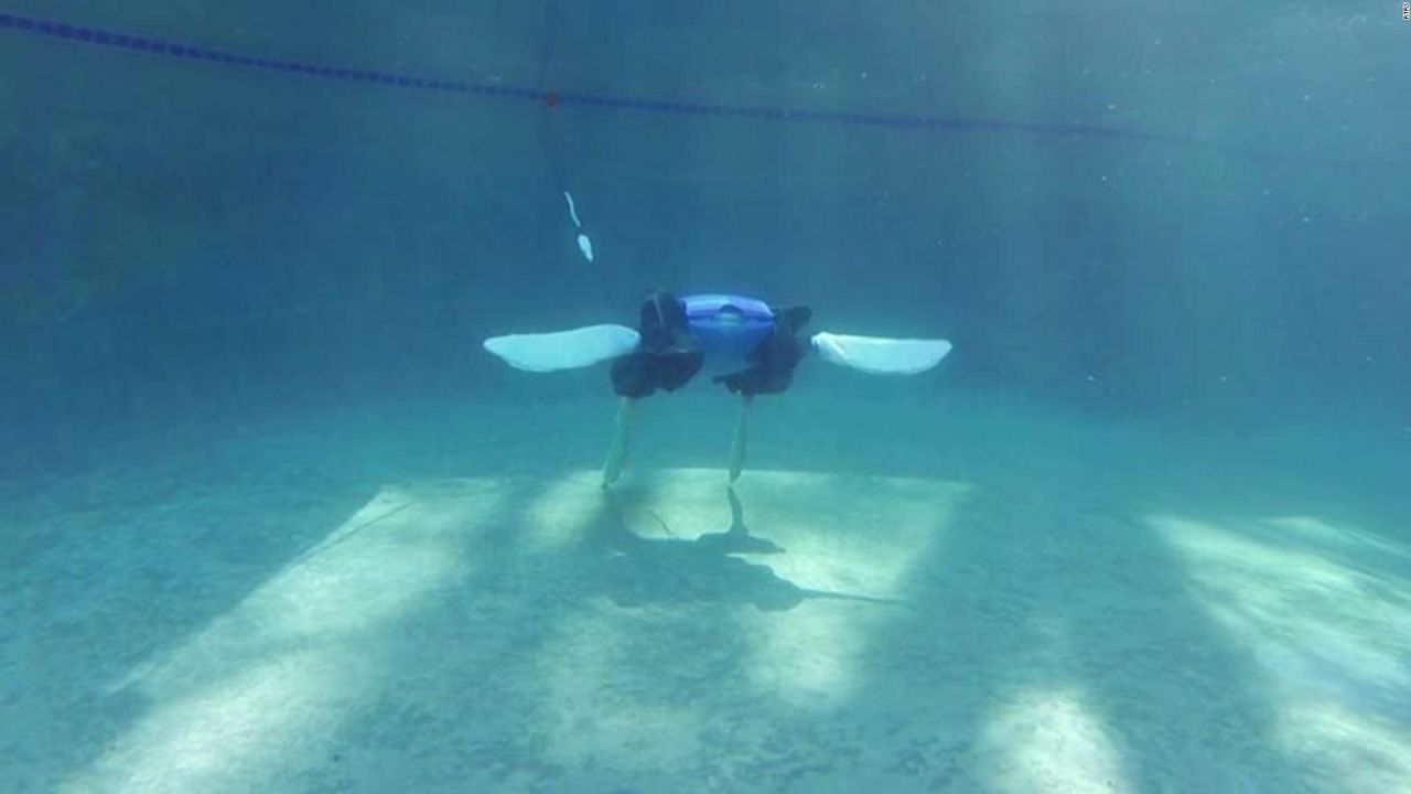 CNNE 1339432 - conoce a la tortuga robot que podria proteger el medio ambiente