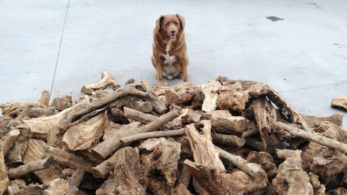 La madera en el edificio anexo de la familia Costa mantuvo escondido al recién nacido Bobi.