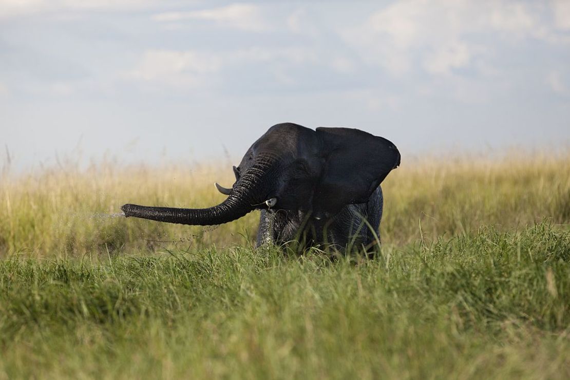 CNNE 1343355 - botswana-environment-wildlife-elephants