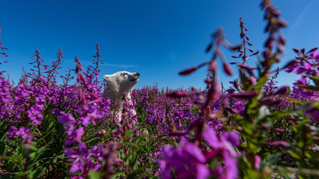 "Entre las flores", de Martin Gregus, capta a un osezno polar jugando en la costa de la bahía de Hudson, Canadá. Crédito: Martin Gregus/Wildlife Photographer of the Year