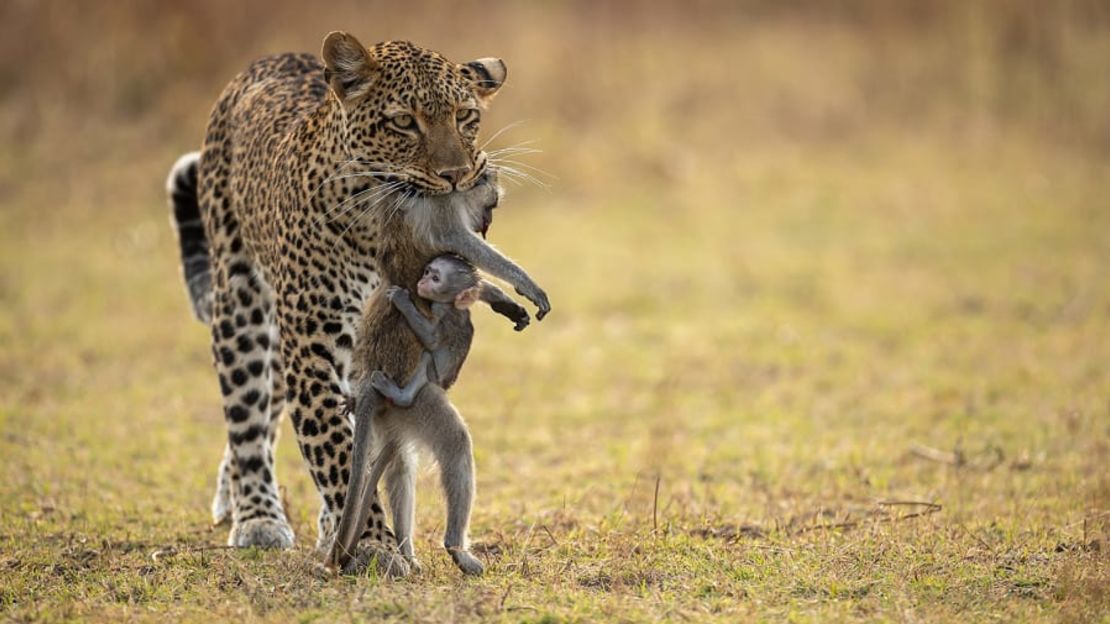 En "Holding on", del español Igor Altuna, una cría de mono se aferra a su progenitor muerto mientras se lo lleva un leopardo en el Parque Nacional de South Luangwa, en Zambia. Crédito: Igor Altuna/Wildlife Photographer of the Year