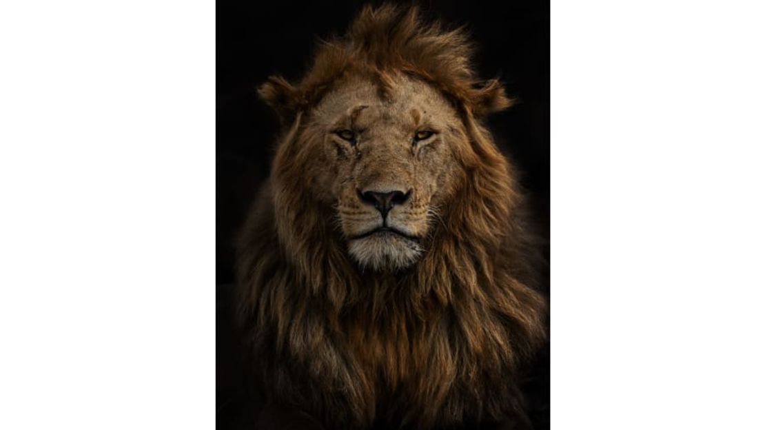 "Portrait of Olobor", de la española Marina Cano, es una impactante imagen de uno de los cinco leones machos de la manada de Black Rock, en la Reserva Natural de Maasai Mara, en Kenya. Crédito: Marina Cano/Wildlife Photographer of the Year