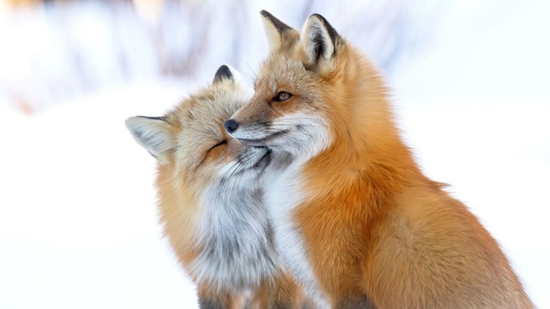 "Fox affection", de la canadiense Brittany Crossman, capta un momento amistoso en la Isla del Príncipe Eduardo. Crédito: Brittany Crossman/Wildlife Photographer of the Year