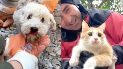 CNNE 1343943 - asi salvaron a un perro y un gato de los escombros en turquia