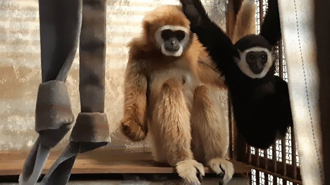 Momo y su cría en el zoológico de Kujukushima.