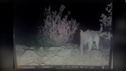 CNNE 1344232 - encuentran a perro abandonado en el desierto viviendo con manada de coyotes