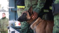 CNNE 1344650 - asi preparan a los perros rescatistas mexicanos para ayudar en catastrofes