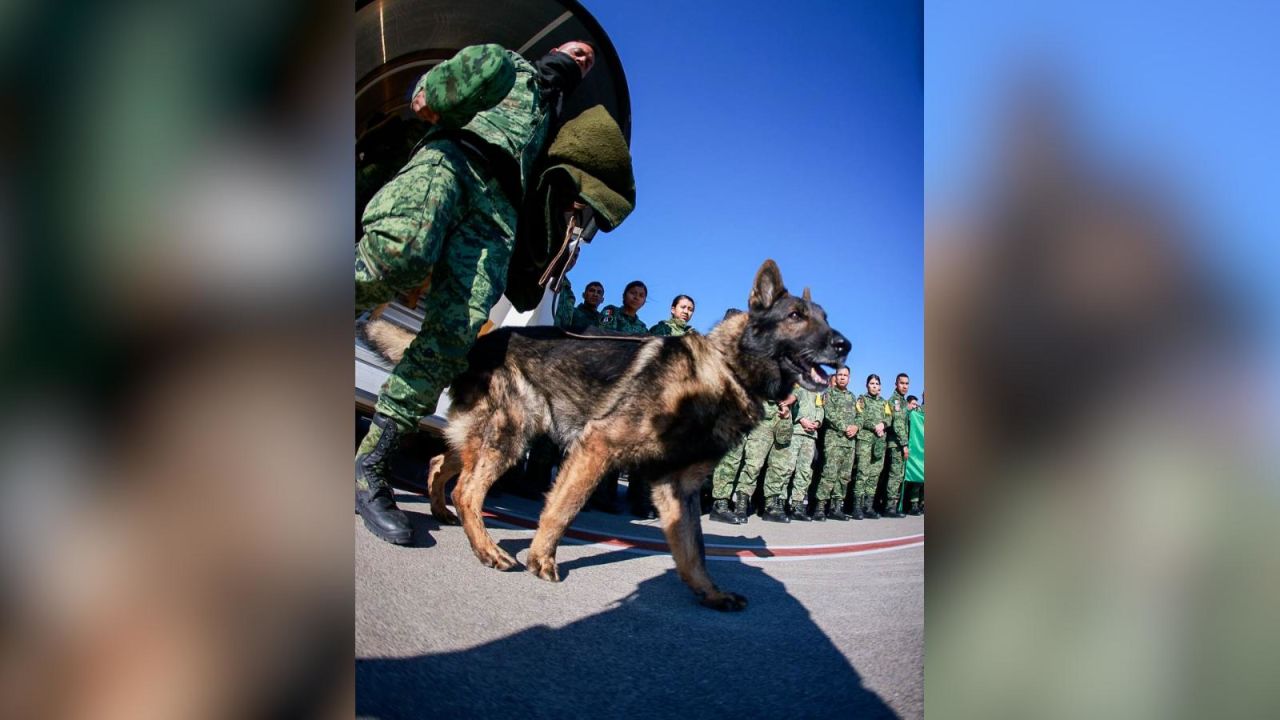 CNNE 1345000 - despiden a perro rescatista del ejercito mexicano que murio en turquia