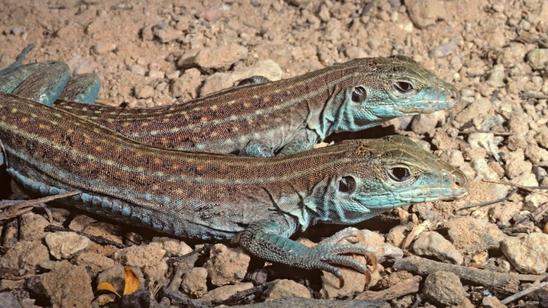 Dos hembras de lagartija de Gila toman el sol. Esta es una de las muchas especies de lagartijas hembra que se reproducen por clonación o partenogénesis.