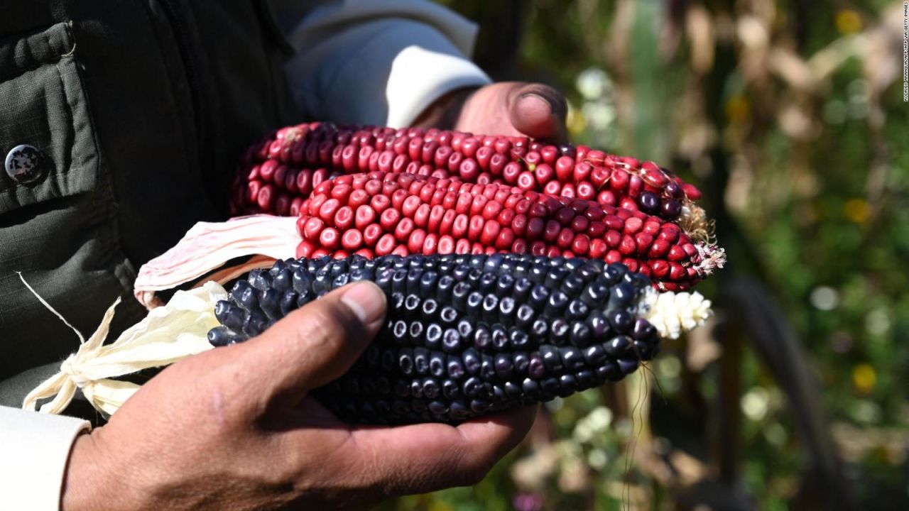 CNNE 1346151 - ¿por que mexico quiere regular el maiz transgenico?