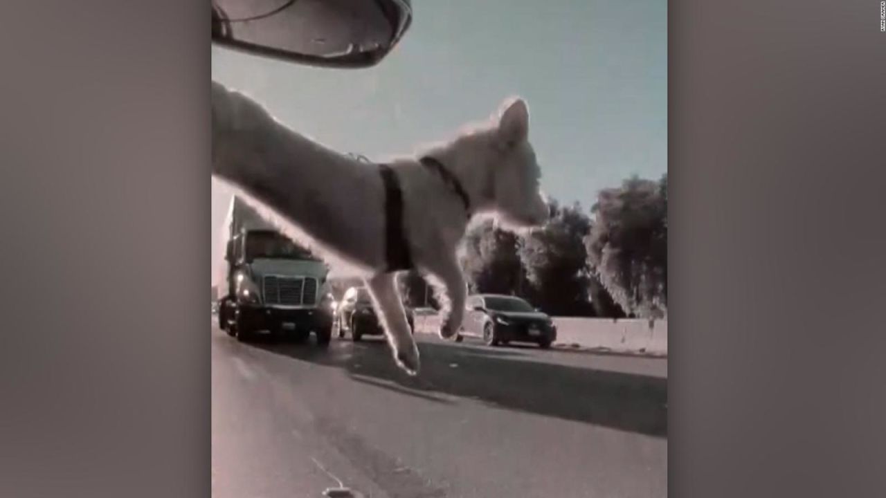 CNNE 1346191 - perrita tiene suerte tras saltar de un carro en movimiento