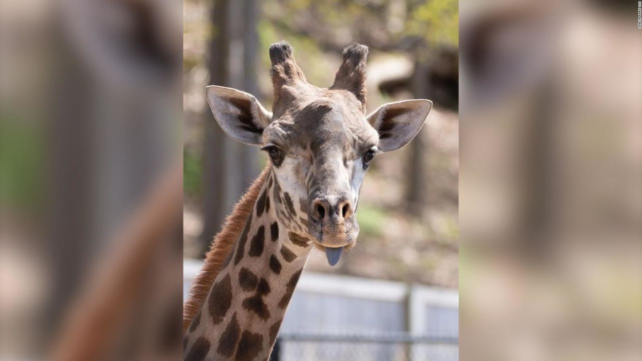 CNNE 1347230 - la causa de la muerte de una jirafa que aparecio con el cuello roto en nueva york