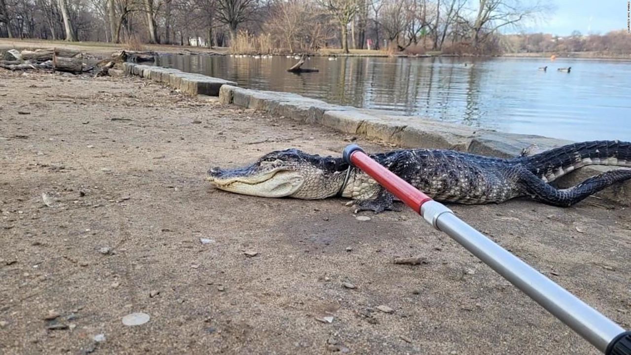 CNNE 1349173 - un caiman suelto en un parque de nueva york