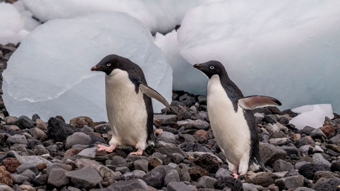 Pingüinos de Adelia en la isla Paulet del mar de Weddell, cerca del extremo de la península Antártica. Crédito: Wolfgang Kaehler/LightRocket vía Getty Images