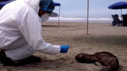 CNNE 1349840 - mueren cientos de lobos marinos por la gripe aviar