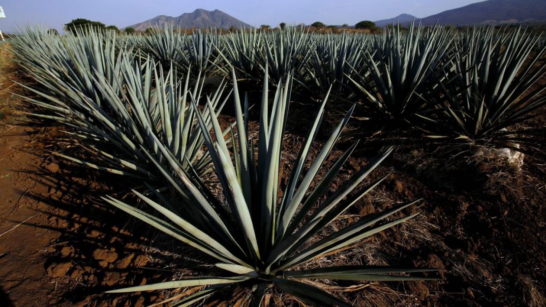 Plantas de agave en las afueras del municipio de Tequila, en el estado de Jalisco, México, en 2019.