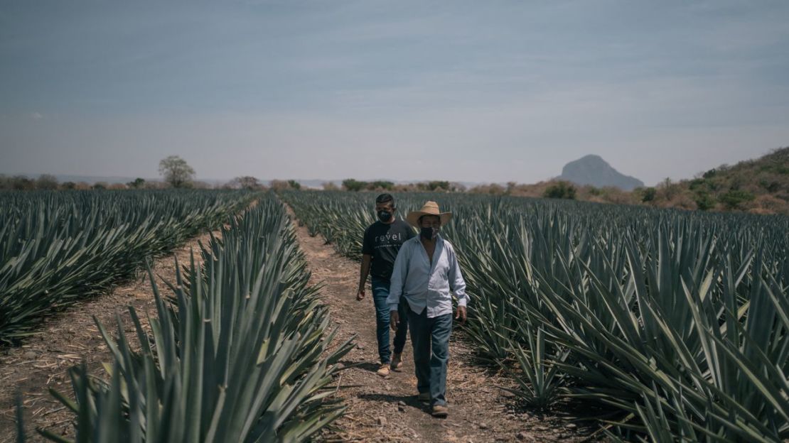 Trabajadores caminan por los campos de agave Weber Azul en Jonacatepec, estado de Morelos, México, en 2021.