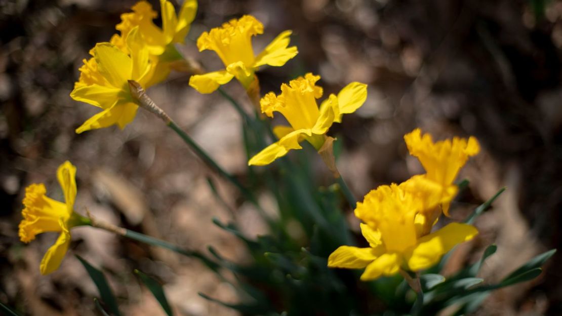 Narcisos florecen en Norfolk, Virginia, el pasado martes.