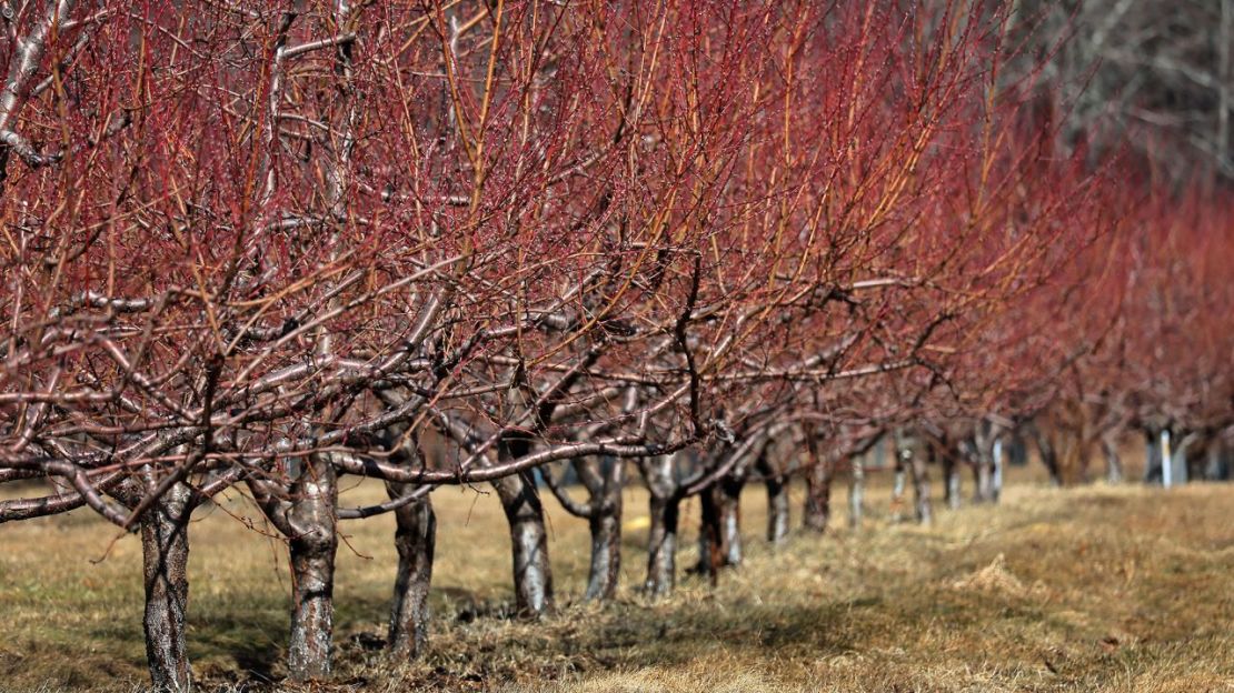 Durazneros muertos o moribundos en Carlson Orchards, Massachusetts. Las temperaturas cayeron por debajo del punto de congelación en las últimas semanas, tras un calor anormal en enero, amenazando la cosecha.