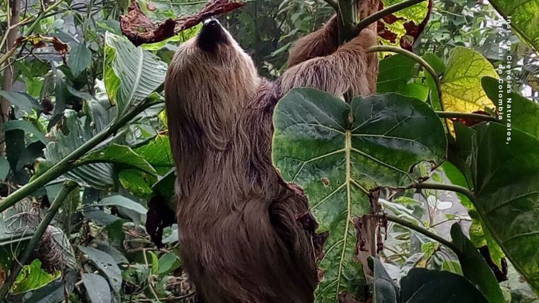 La rica biodiversidad de la zona del Salto de Tequendama incluye a los perezosos.