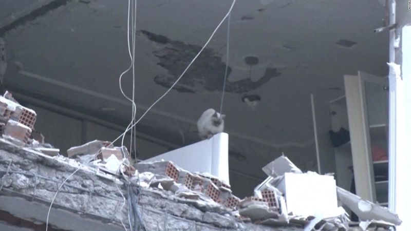 Un gato detiene la demolición de un edificio dañado por el terremoto en turquía | cnn