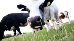 CNNE 1351162 - brasil confirma caso de la enfermedad de la vaca loca- ¿cuales son los sintomas?
