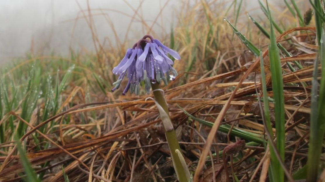 Heloniopsis tubiflora, planta endémica de Corea del Sur, fotografiada en Yongneup, en la DMZ. Crédito: Jardín Botánico de la DMZ/google.com